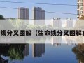 生命线分叉图解（生命线分叉图解右手）